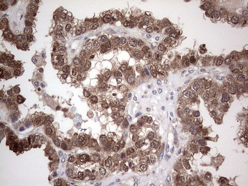 PIK3CA Antibody (OTI6D9) - Azide and BSA Free