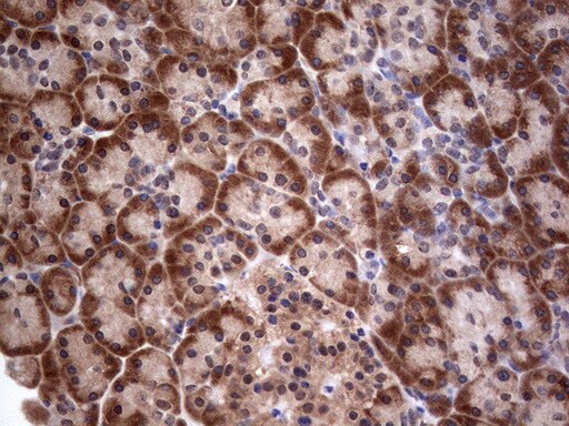 PIK3CA Antibody (OTI6D9) - Azide and BSA Free