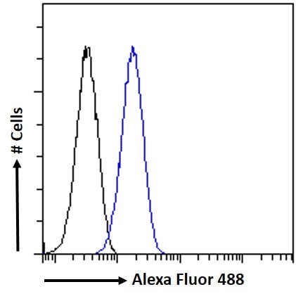 Myosin Phosphatase Antibody