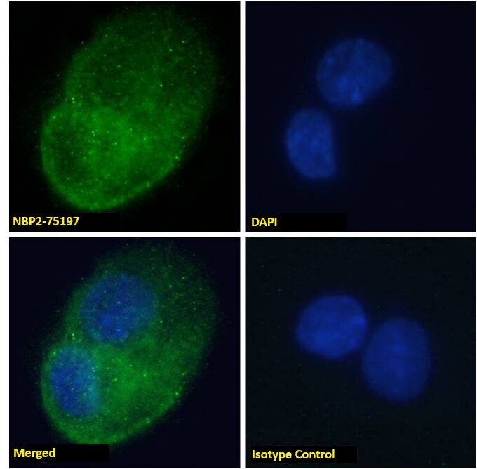 DARC Antibody (2C3) - Chimeric - Azide and BSA Free