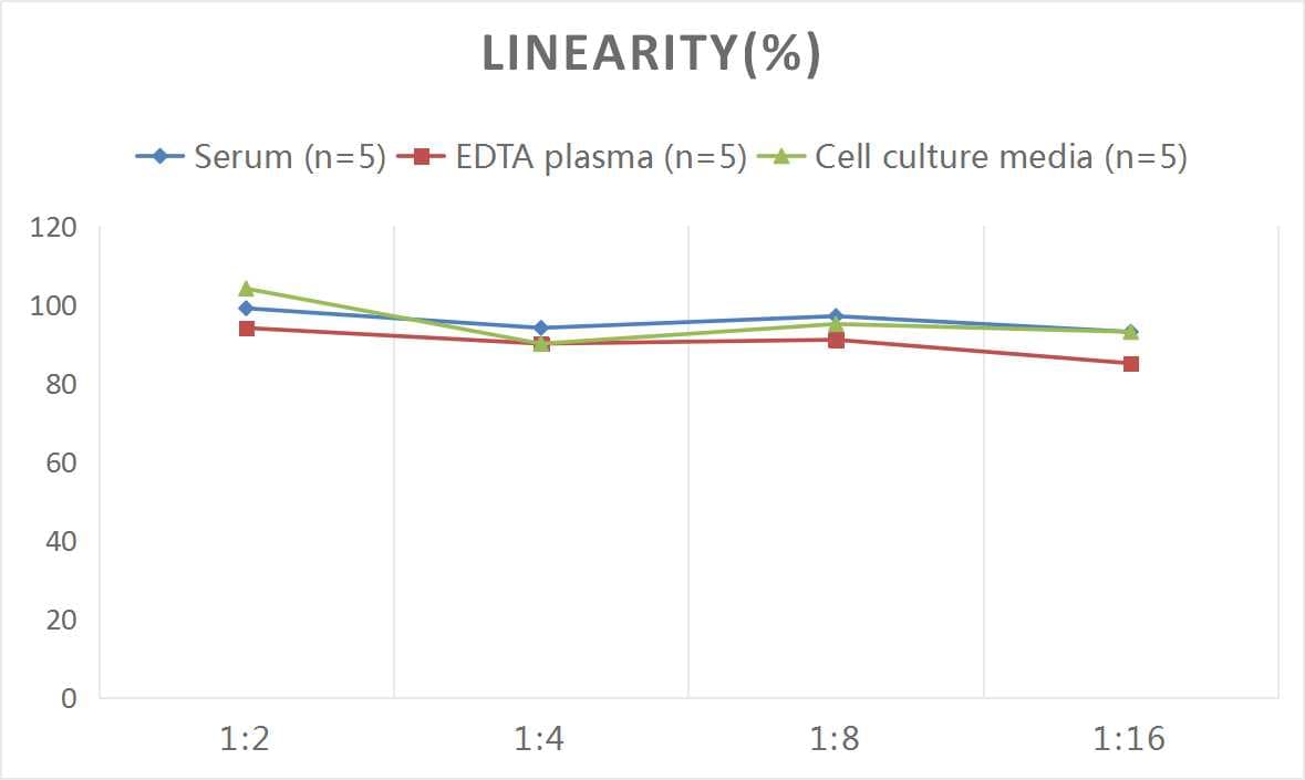 Mouse Creatine Kinase, Muscle/CKMM ELISA Kit (Colorimetric)