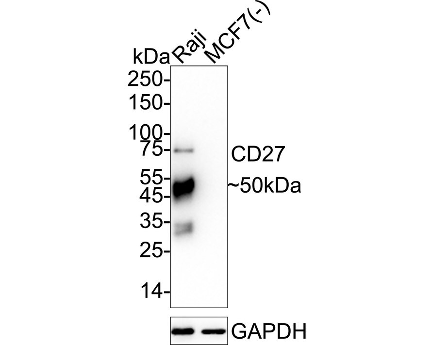 CD27/TNFRSF7 Antibody (JB40-98) Western Blot: CD27/TNFRSF7 Antibody (JB40-98) [NBP2-75434]