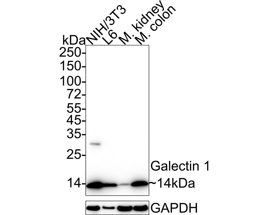 Galectin-1 Antibody (JM13-37) Western Blot: Galectin-1 Antibody (JM13-37) [NBP2-75499]