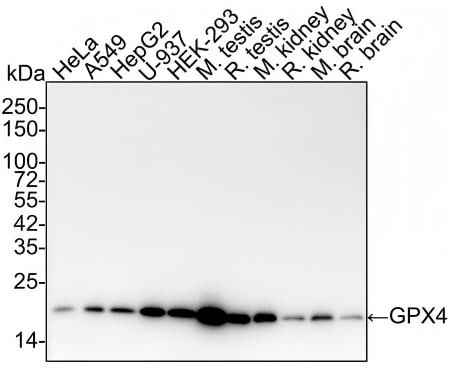 Glutathione Peroxidase 4/GPX4 Antibody (JU11-31) Western Blot: Glutathione Peroxidase 4/GPX4 Antibody (JU11-31) [NBP2-75511]