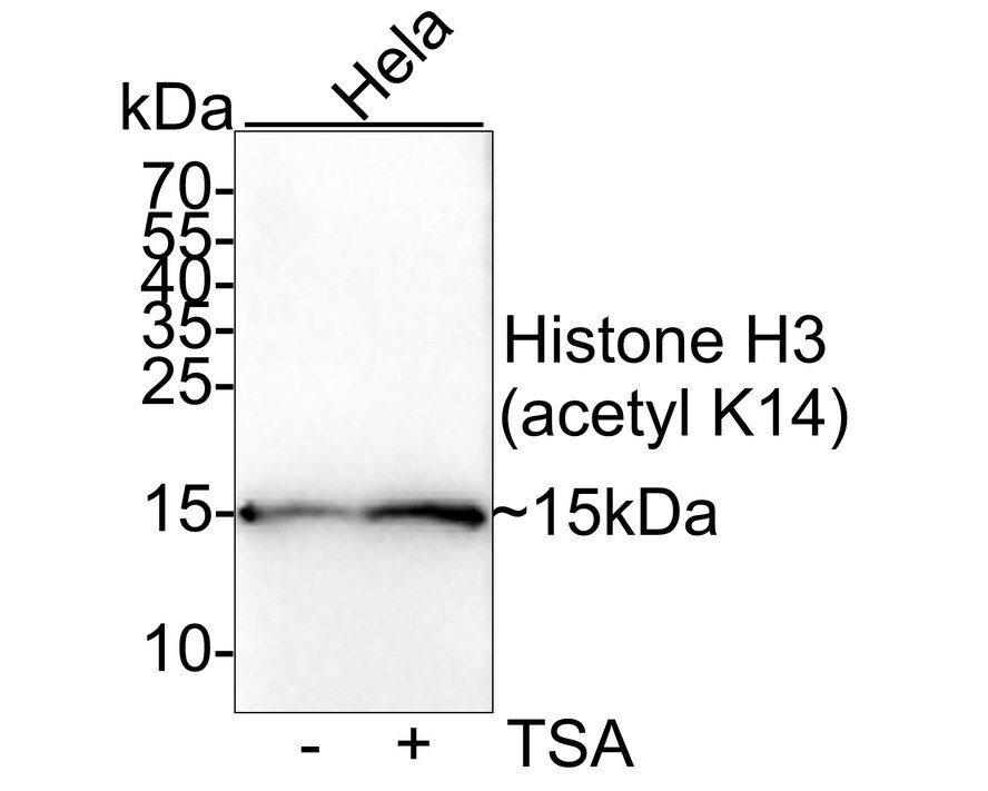 HIST1H3A Antibody (JU43-26) Western Blot: HIST1H3A Antibody (JU43-26) [NBP2-75522]