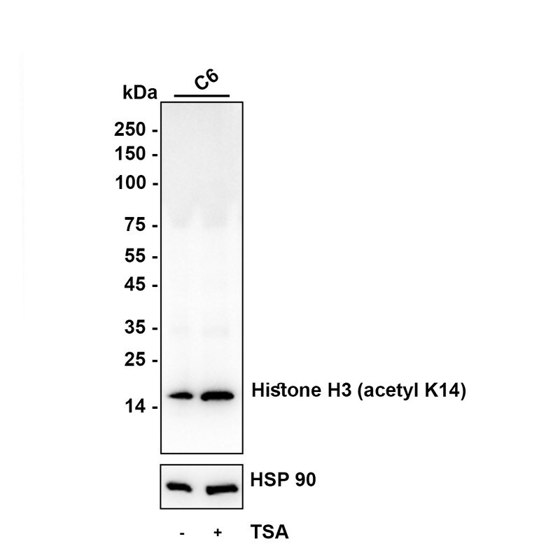 HIST1H3A Antibody (JU43-26) Western Blot: HIST1H3A Antibody (JU43-26) [NBP2-75522]