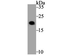 Histone H3.1 Antibody Western Blot: Histone H3.1 Antibody [NBP2-75524]