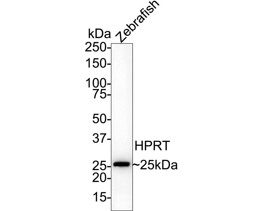 HPRT Antibody (JU03-26) Western Blot: HPRT Antibody (JU03-26) [NBP2-75528]