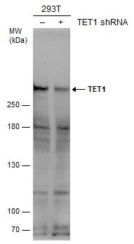 TET1 Antibody