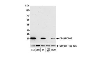 CD3 zeta Antibody (BL-336-1B2)