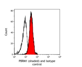 BAF180/PB1 Antibody (BL-39-2C3)