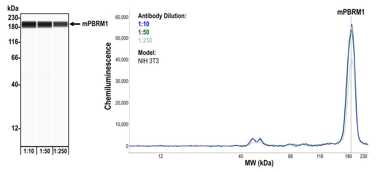 BAF180/PB1 Antibody (BL-39-2C3)