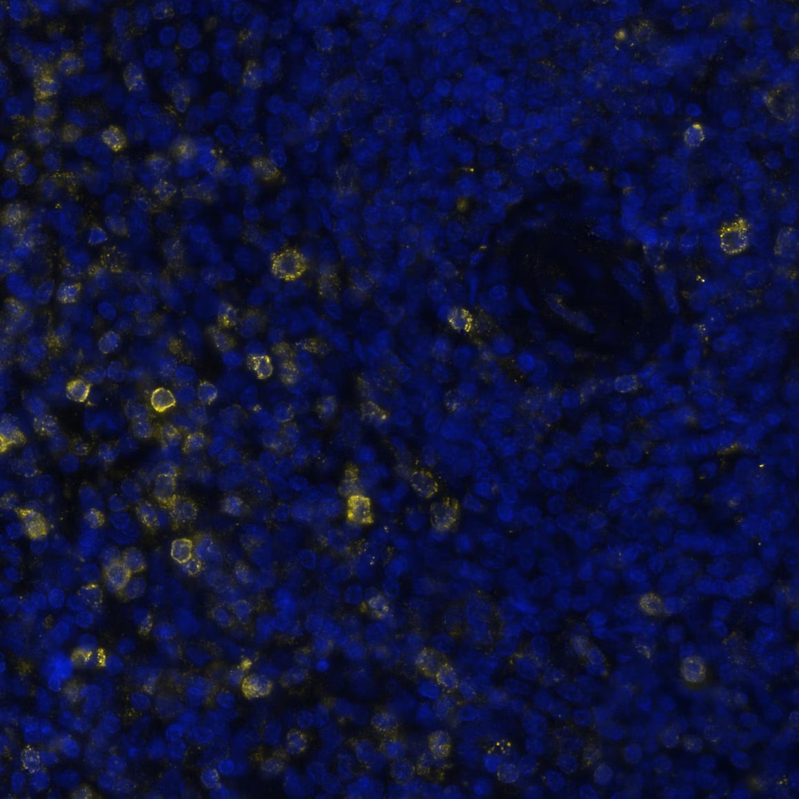 VISTA/B7-H5/PD-1H Antibody (BLR035F) Detection of VISTA in Human Spleen via seqIF™ staining on COMET™