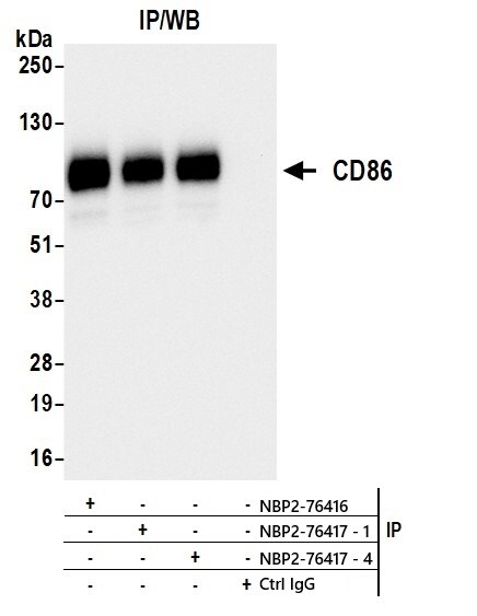 B7-2/CD86 Antibody (BLR029F)