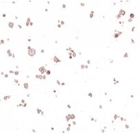 B7-2/CD86 Antibody (BLR030F)