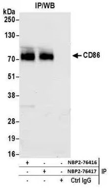 B7-2/CD86 Antibody (BLR030F)