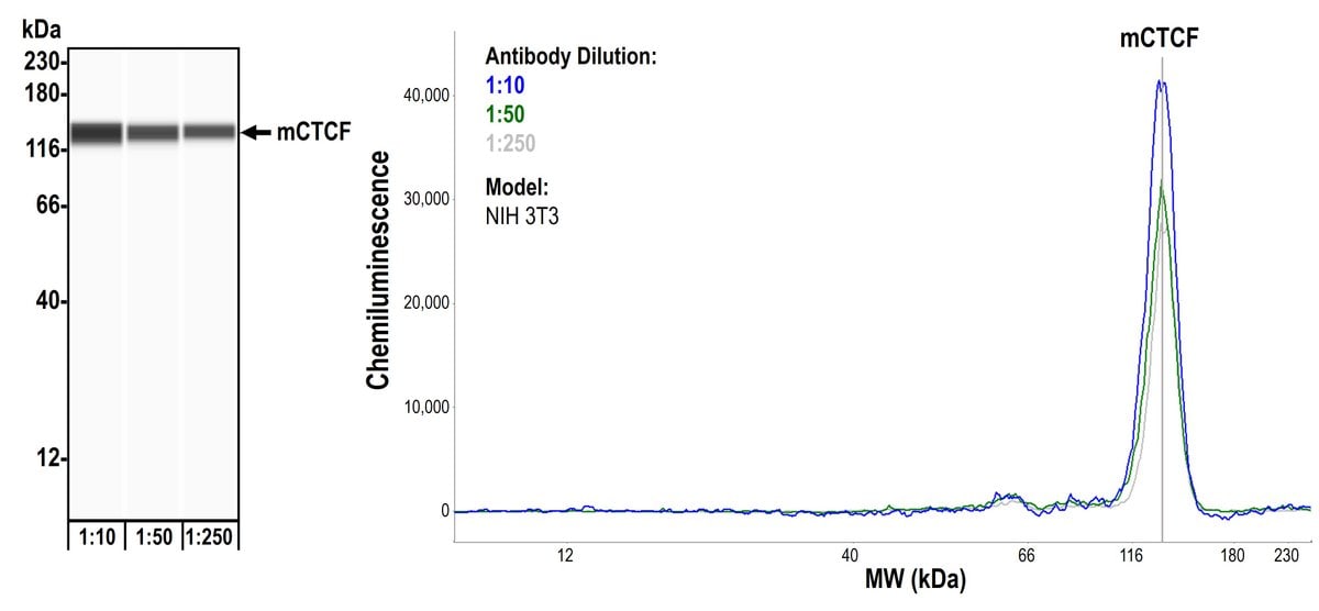 CTCF Antibody (BLR041F)