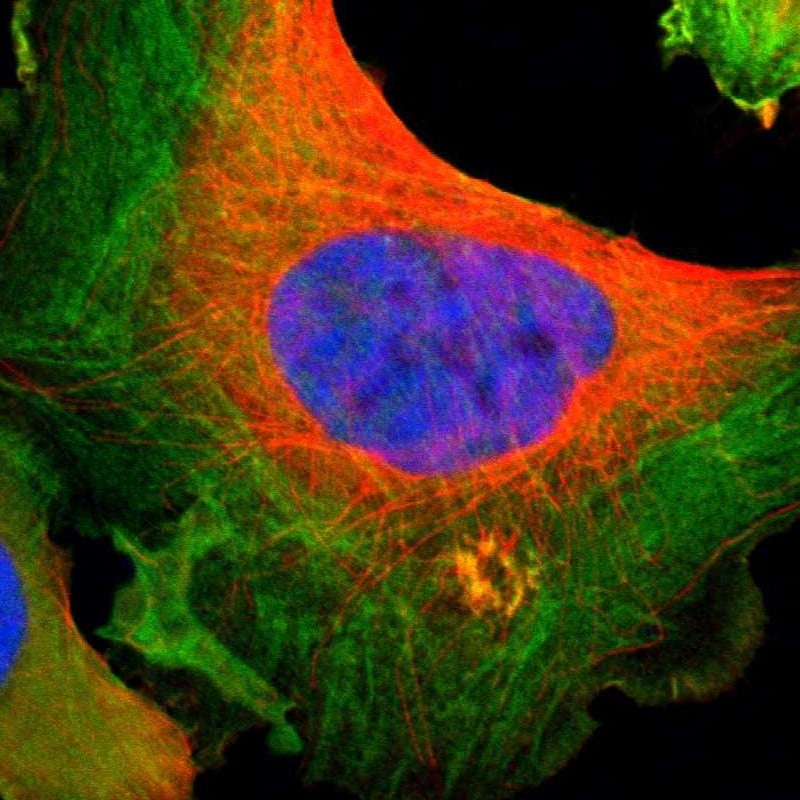 Filamin A Antibody - BSA Free Immunocytochemistry/ Immunofluorescence: Filamin A Antibody - BSA Free [NBP2-76488]