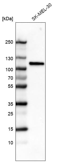 Sortilin Antibody (CL6526) - BSA Free Western Blot: Sortilin Antibody (CL6526) [NBP3-52483]