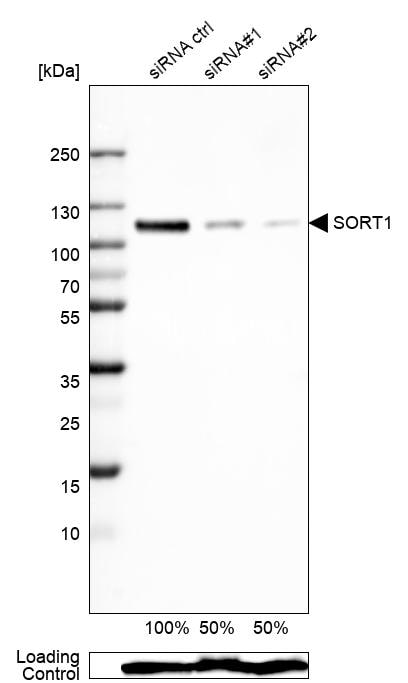 Sortilin Antibody (CL6526) - BSA Free Western Blot: Sortilin Antibody (CL6526) [NBP3-52483]