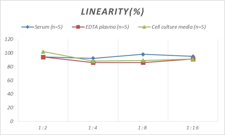 Rat HSF2 ELISA Kit (Colorimetric)