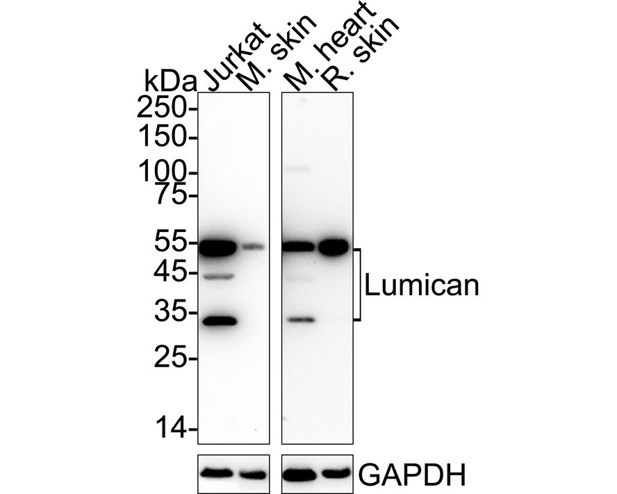 Lumican Antibody (JE11-45) Western Blot: Lumican Antibody (JE11-45) [NBP2-76847]