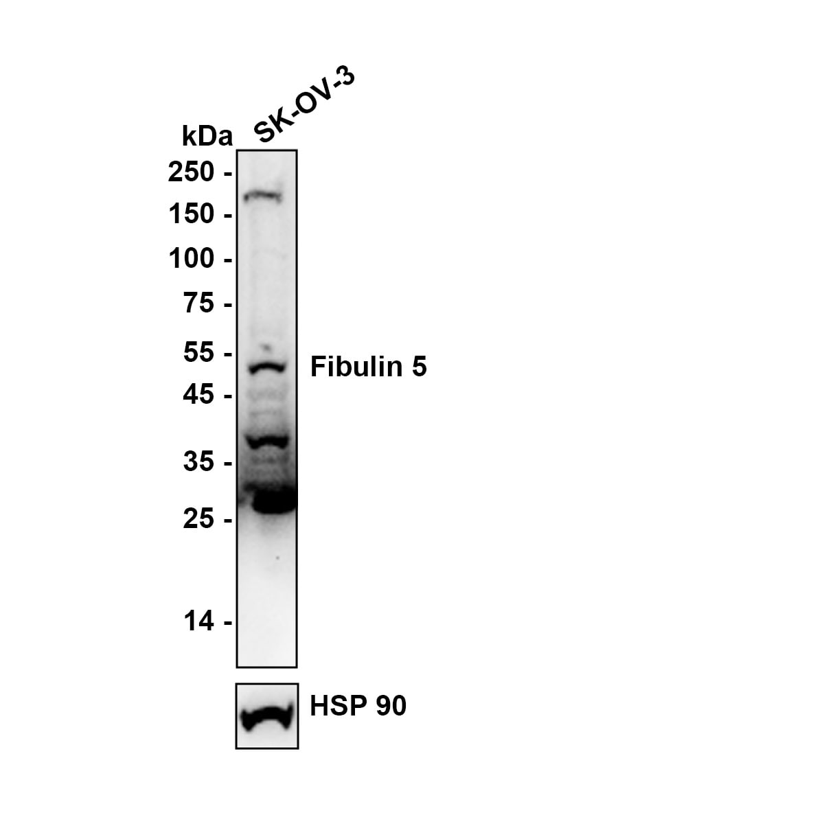 Fibulin 5/DANCE Antibody (2424) Western Blot: Fibulin 5/DANCE Antibody (2424) [NBP2-76929]