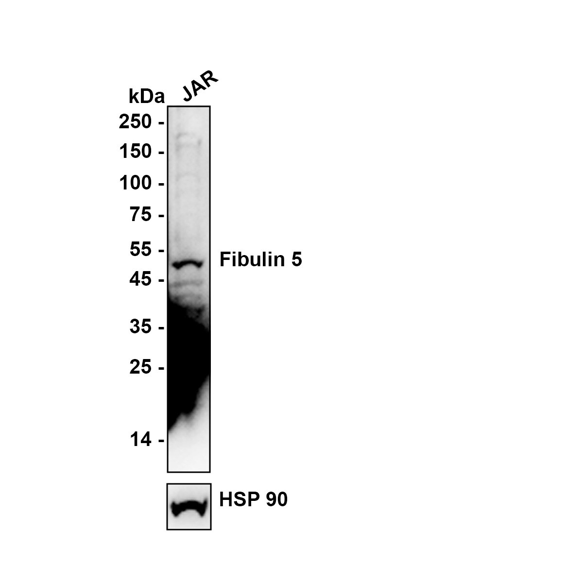 Fibulin 5/DANCE Antibody (2424) Western Blot: Fibulin 5/DANCE Antibody (2424) [NBP2-76929]