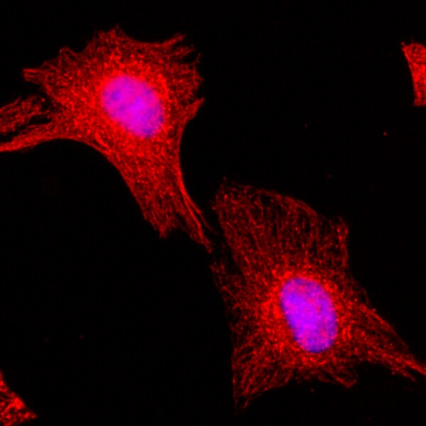 alpha Tubulin Antibody (RM113)