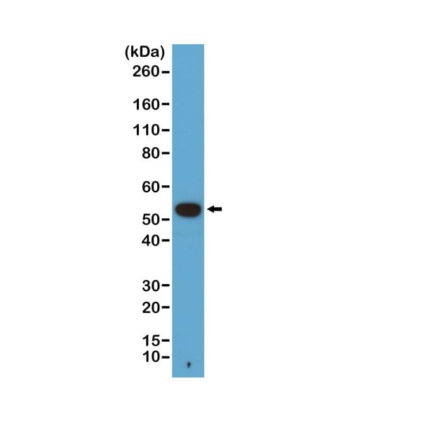 alpha Tubulin Antibody (RM113)
