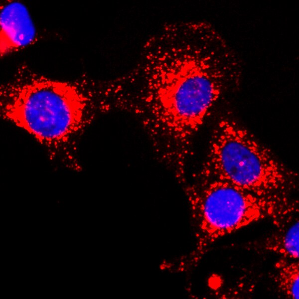 GAPDH Antibody (RM114)
