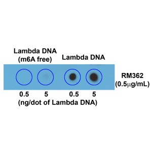 N6-methyladenosine (m6A) Antibody (RM362)