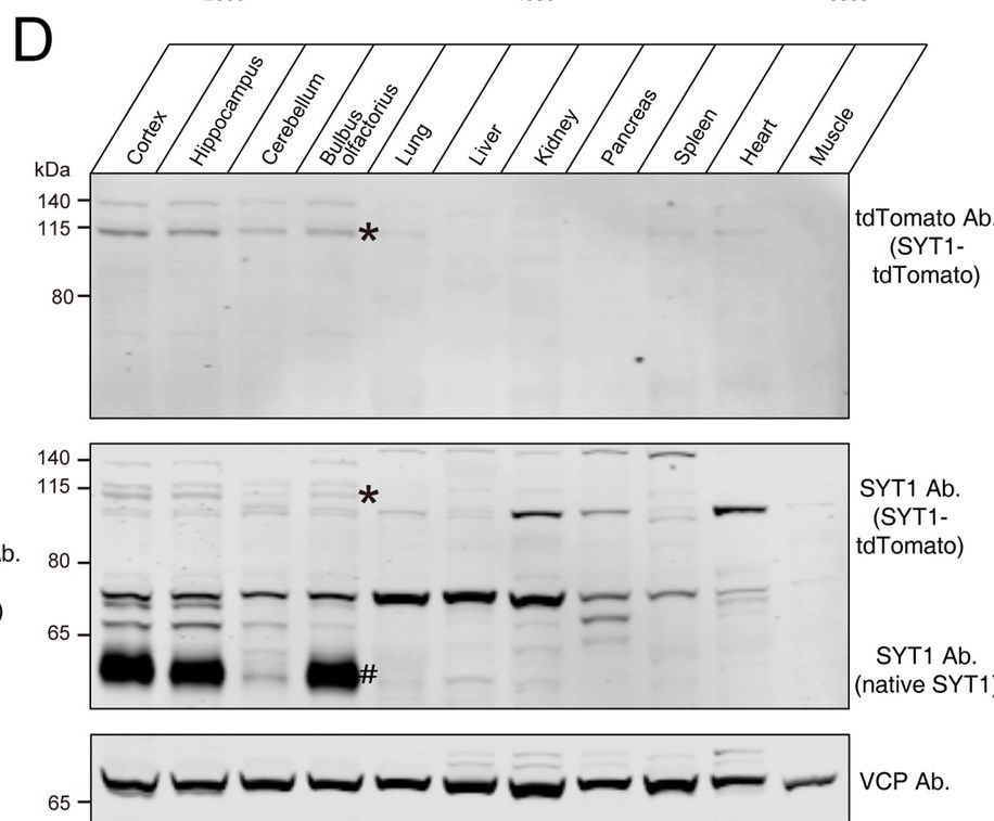 tdTomato Antibody (OTI2H2)