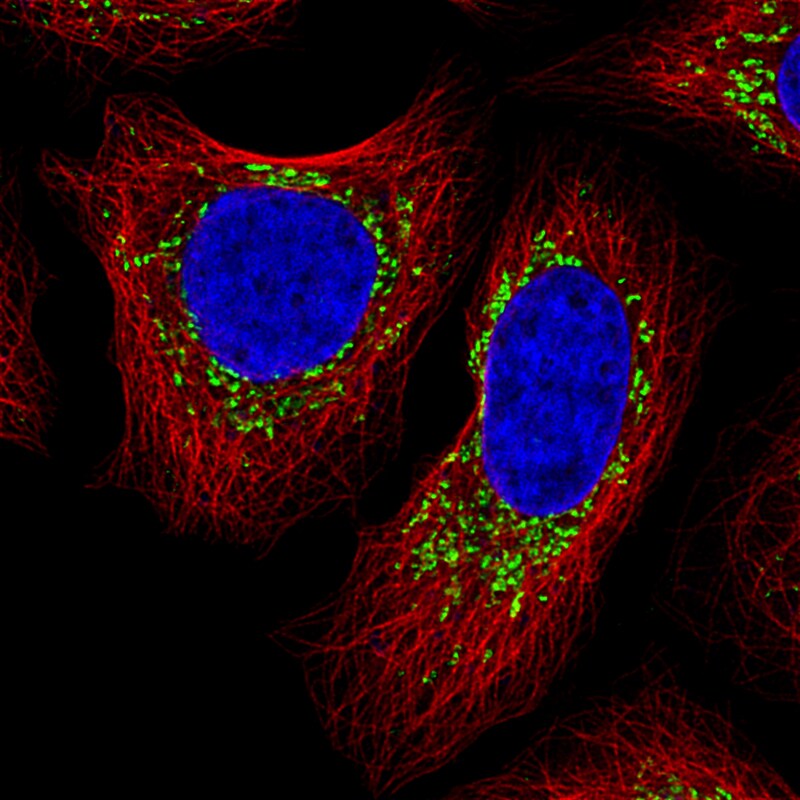 COX4 Antibody (CL3497) Immunocytochemistry/Immunofluorescence: COX4 Antibody (CL3497) [NBP2-78718]