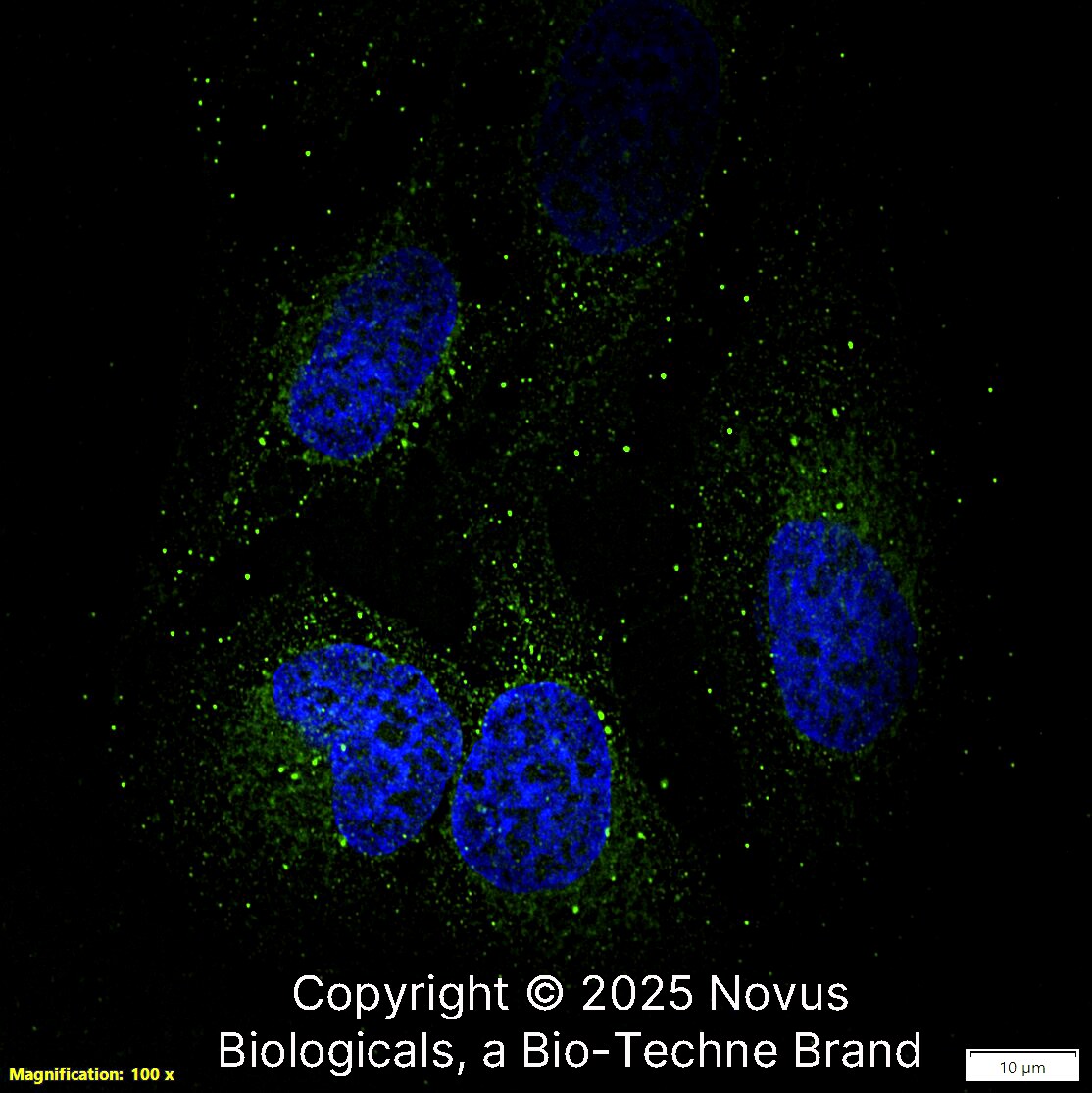 Tensin 1 Antibody [Alexa Fluor® 488]
