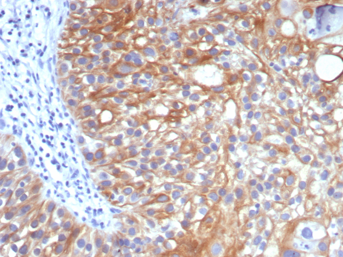 TIM-3 Antibody (TIM3/3113)