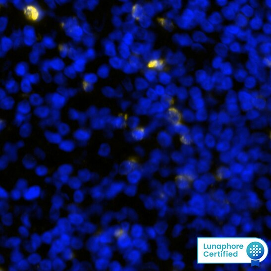LAG-3 Antibody (17B4)