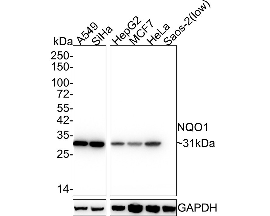 NQO-1 Antibody (13A1) Western Blot: NQO-1 Antibody (13A1) [NBP2-80395]