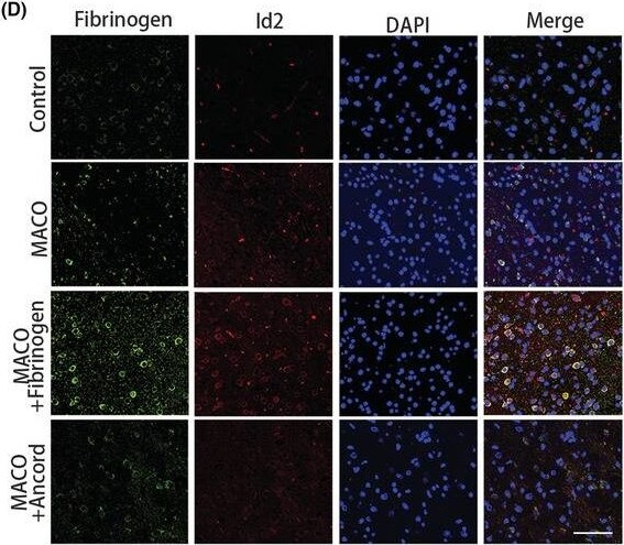 Fibrinogen Antibody