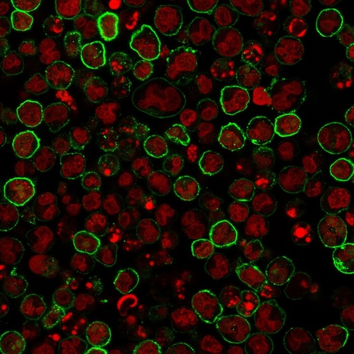 CD20 Antibody (L26) - Azide and BSA Free Immunocytochemistry/ Immunofluorescence: CD20 Antibody (L26) - Azide and BSA Free [NBP2-80486] -