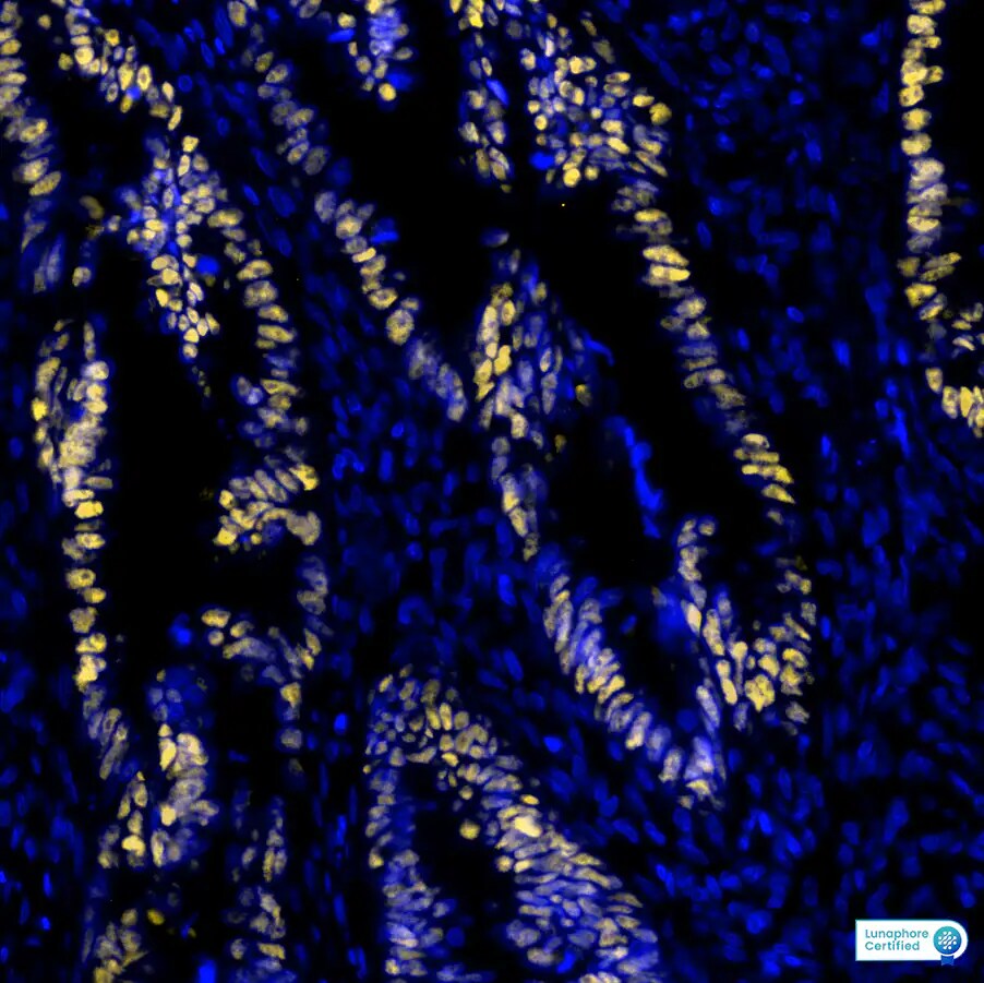 p53 Antibody (BP53-12) - Azide and BSA Free p53 Antibody (BP53-12)