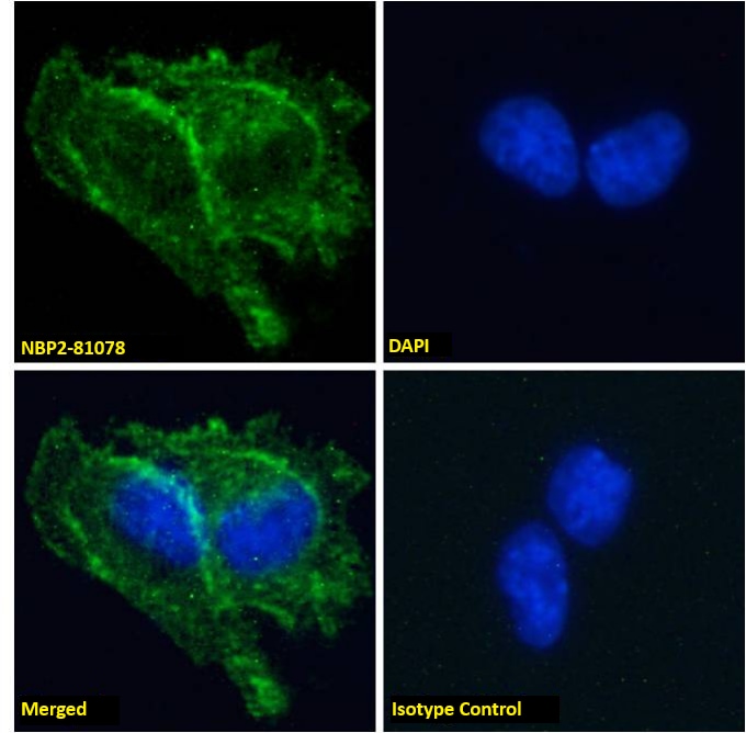 PrPSc Antibody (3F4) - Azide and BSA Free