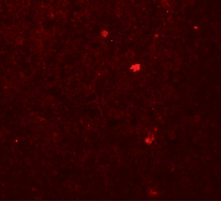 ROBLD3 Antibody - BSA Free