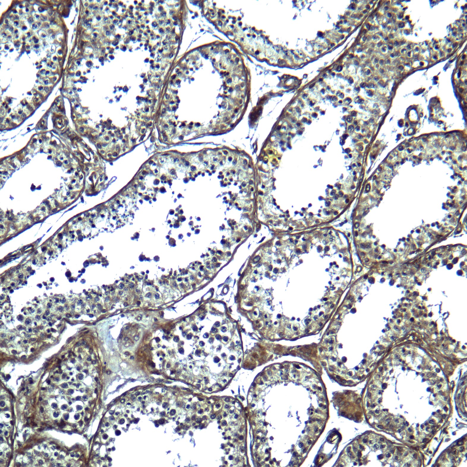 ADAM29 Antibody - BSA Free