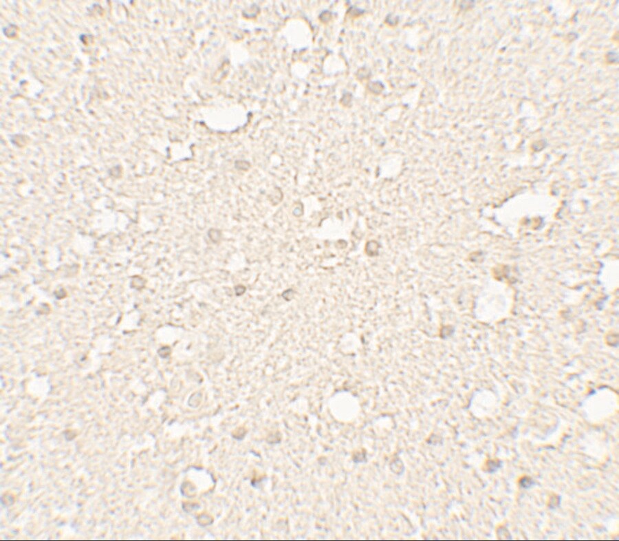 alpha Tubulin 3c Antibody - BSA Free