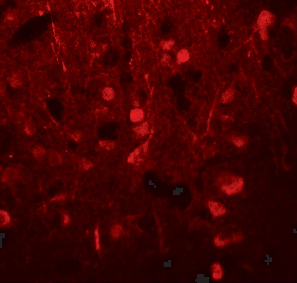 alpha Tubulin 3c Antibody - BSA Free