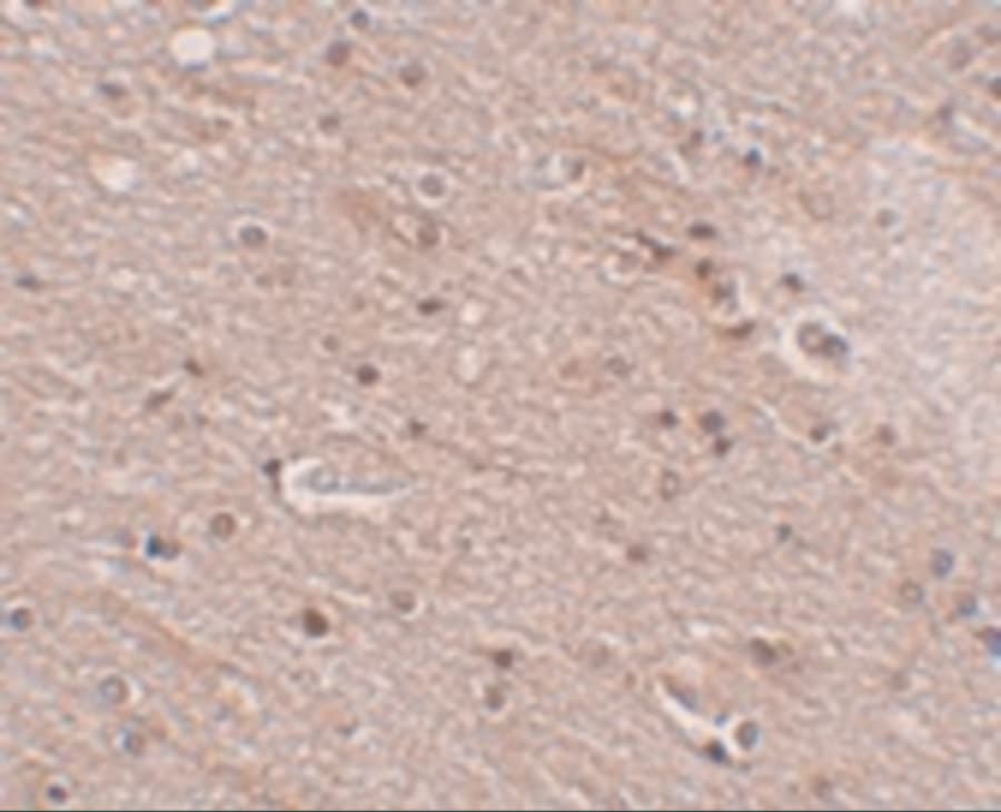 ANO2 Antibody - BSA Free