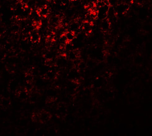 ATG101 Antibody - BSA Free