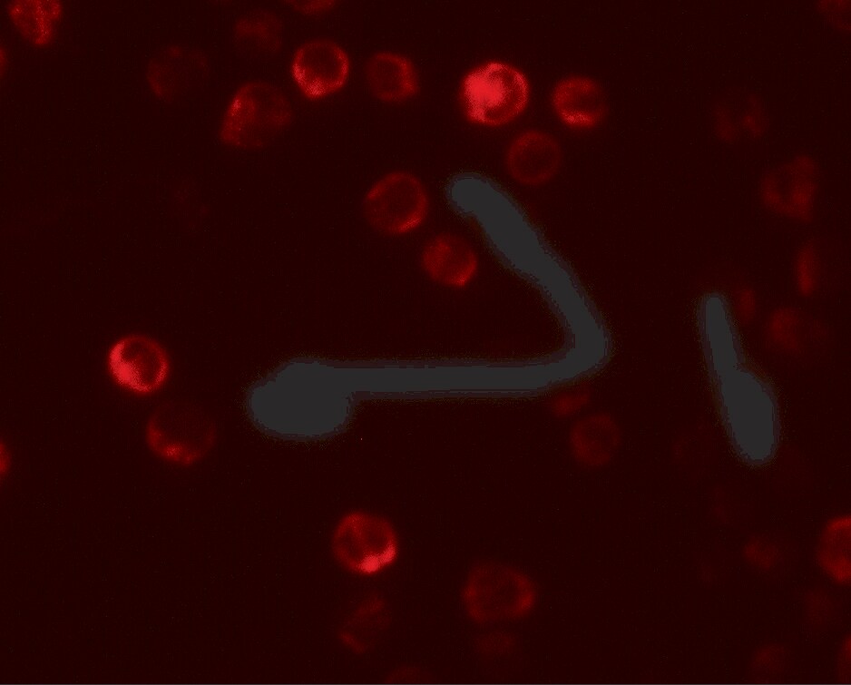 ATG2B Antibody - BSA Free