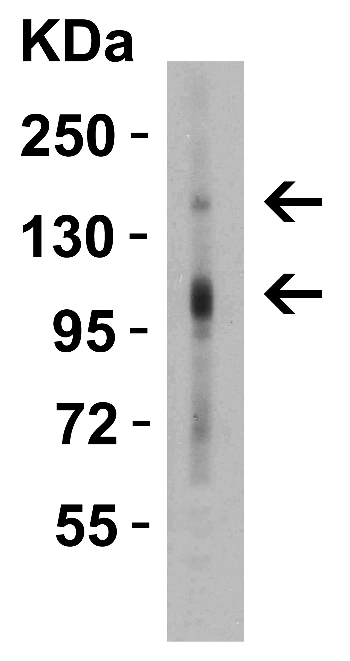 CRB2 Antibody - BSA Free